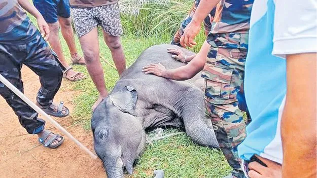 Elephant Stampede: ఏనుగుల తొక్కిసలాటలో గున్న ఏనుగు మృతి