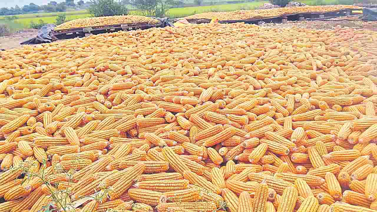 Rythu Problems: మొక్కజొన్న రైతు పరేషాన్‌