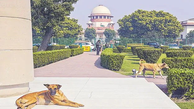 Supreme Court Orders Removal of Stray Dogs: జనసమ్మర్థ ప్రాంతాల్లో వీధి కుక్కలు కనపడొద్దు!