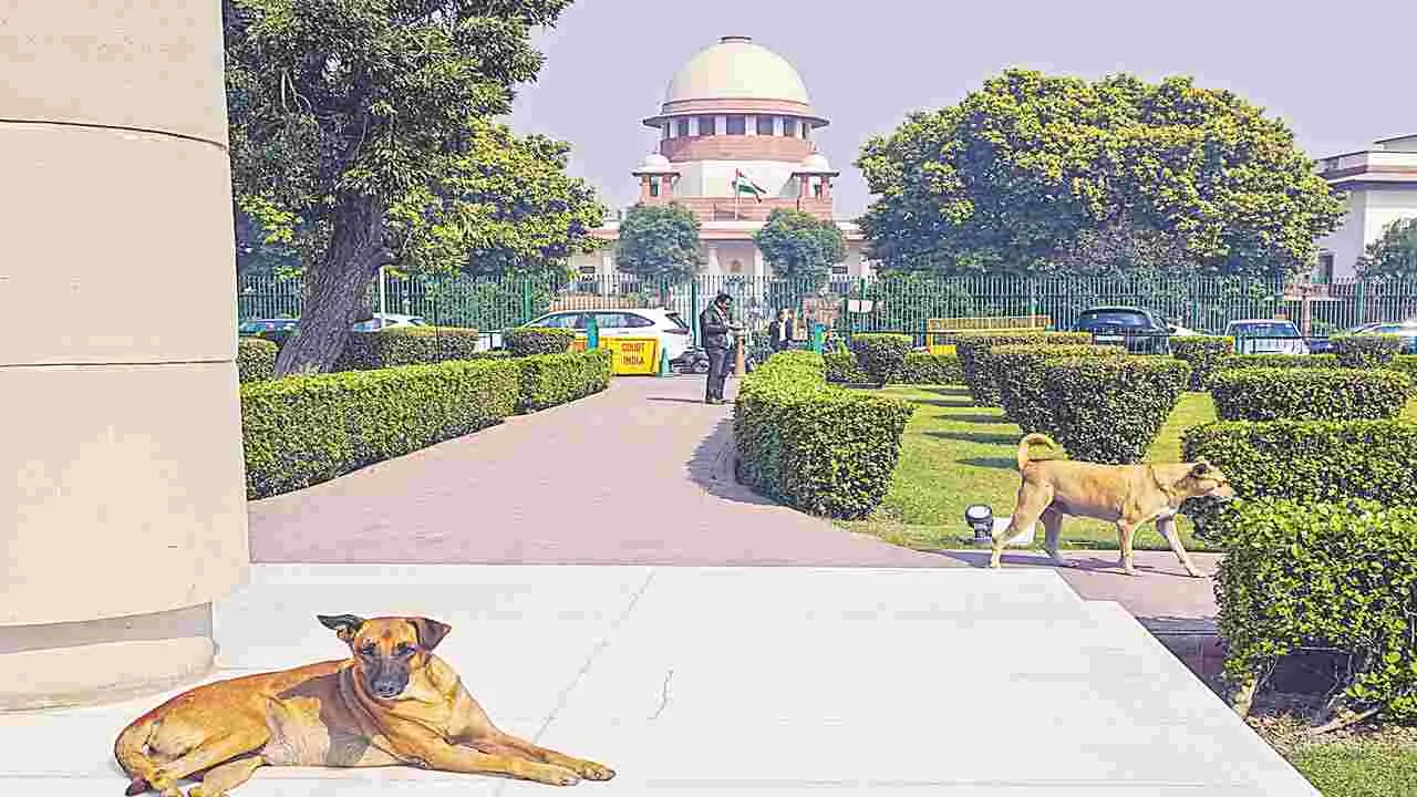 Supreme Court Orders Removal of Stray Dogs: జనసమ్మర్థ ప్రాంతాల్లో వీధి కుక్కలు కనపడొద్దు!