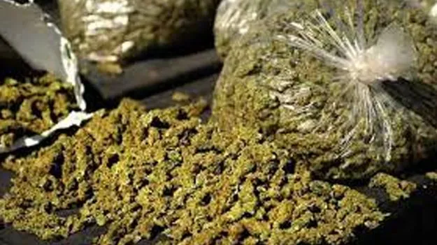 Ganja Seizure: కంటైనర్‌లో 4.99 కిలోల గంజాయి పట్టివేత