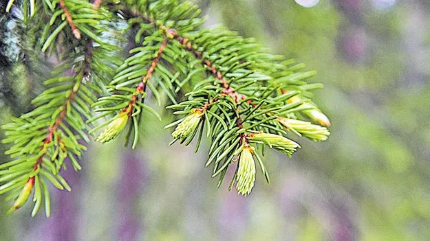 Gold-like Particles: చెట్లకు బంగారం కాస్తోంది