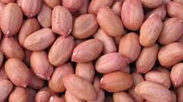 GroundnutSeeds: వేరుశనగ రైతులకు ఉచిత విత్తనాలు