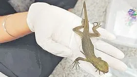 Rare Snakes and Lizards Seized: పాములు, బల్లుల అక్రమ రవాణా