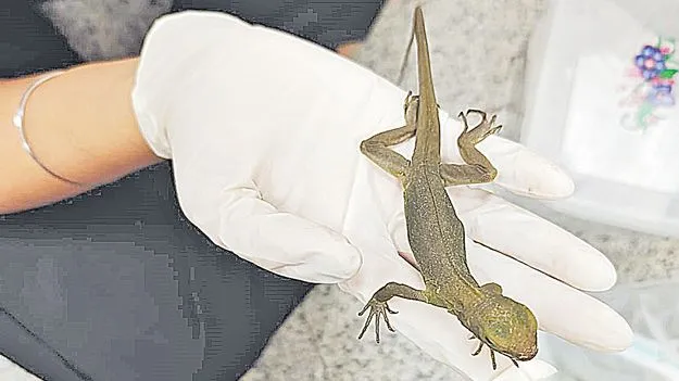 Rare Snakes and Lizards Seized: పాములు, బల్లుల అక్రమ రవాణా