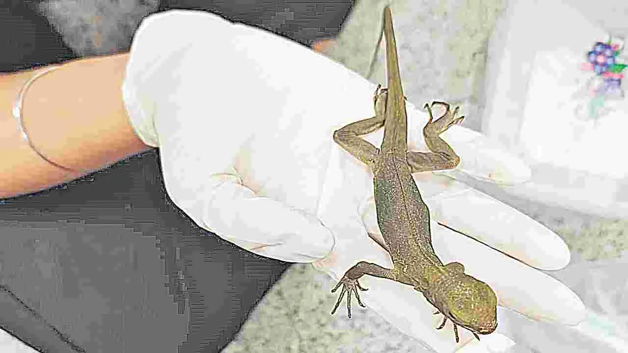 Rare Snakes and Lizards Seized: పాములు, బల్లుల అక్రమ రవాణా