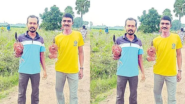 Native Chickens on Road in Elkaturthi: ఊరంతా నాటుకోడి కూరే