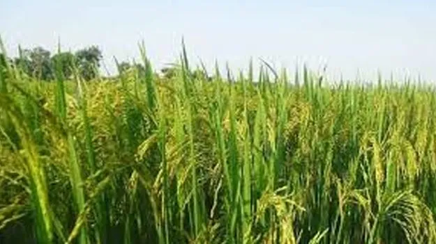 Kharif Marketing Season: వంద శాతం పంటల సాగు 