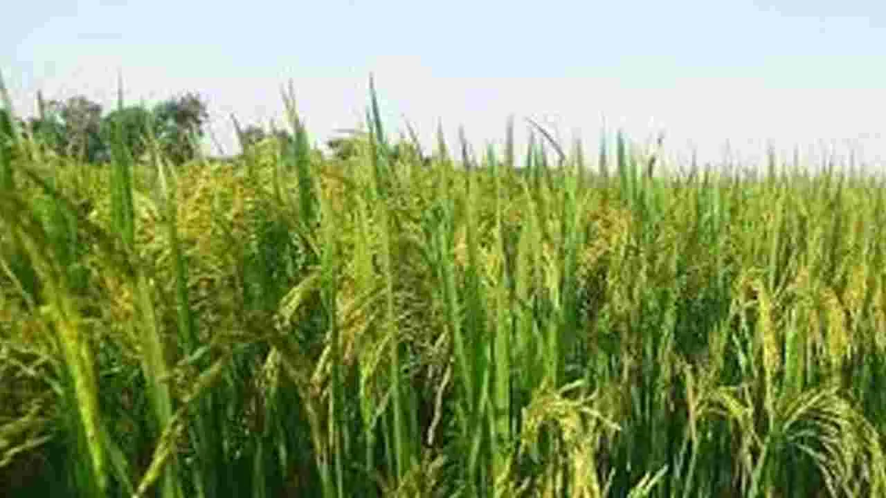 Kharif Marketing Season: వంద శాతం పంటల సాగు