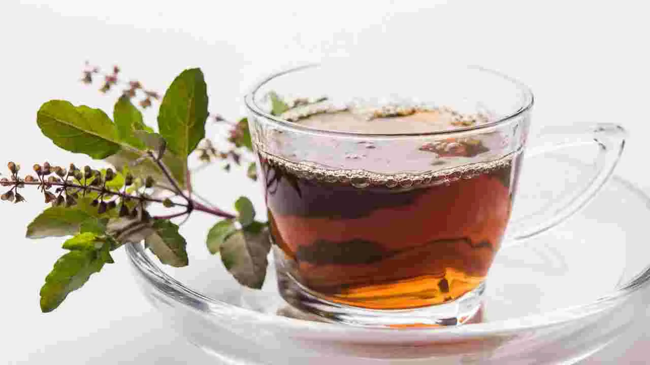 Tulsi Kadha: తులసి కషాయం తాగితే...