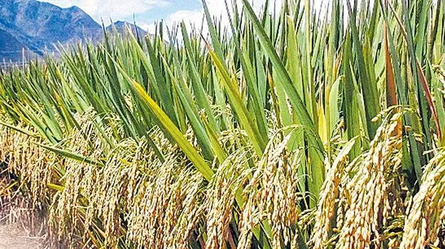 Paddy Dues: యాసంగి సన్నాల బోనస్‌ ఎప్పుడిస్తారో?