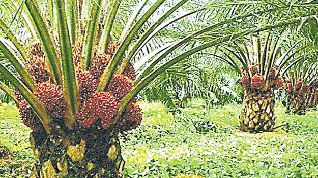Oil Palm Cultivation: ప్రభుత్వ స్థలాల్లో ఆయిల్‌పామ్‌ తోటలు!