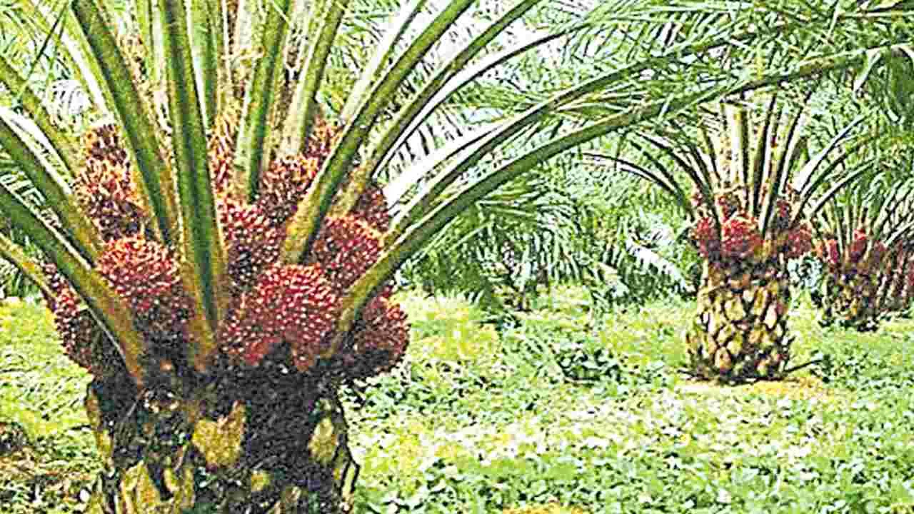 Oil Palm Cultivation: ప్రభుత్వ స్థలాల్లో ఆయిల్‌పామ్‌ తోటలు!