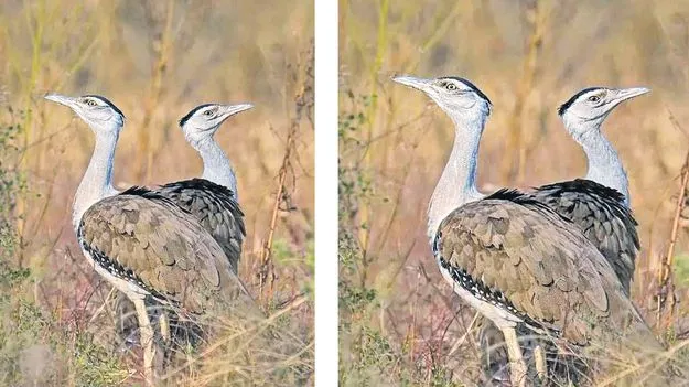 AP Sanctuary: జాడలేని పక్షి రక్షణ పేరిటరూ.7 కోట్లు భక్షణ!