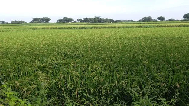 వరి పంటలకు తెగుళ్ల ముప్పు...