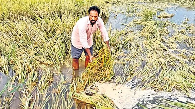 Damage Crops Across Telangana: అకాల వర్షం.. ఆగమాగం 