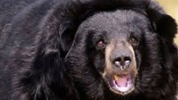 Bear Attack: ఎలుగుబంటి దాడిలో దంపతుల మృతి