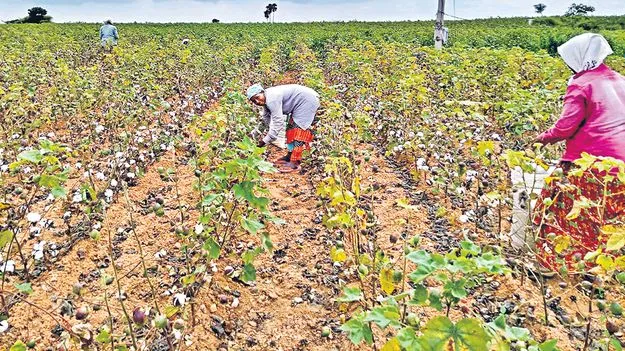 Cotton Yield: పత్తి దిగుబడి వట్టిదేనా?