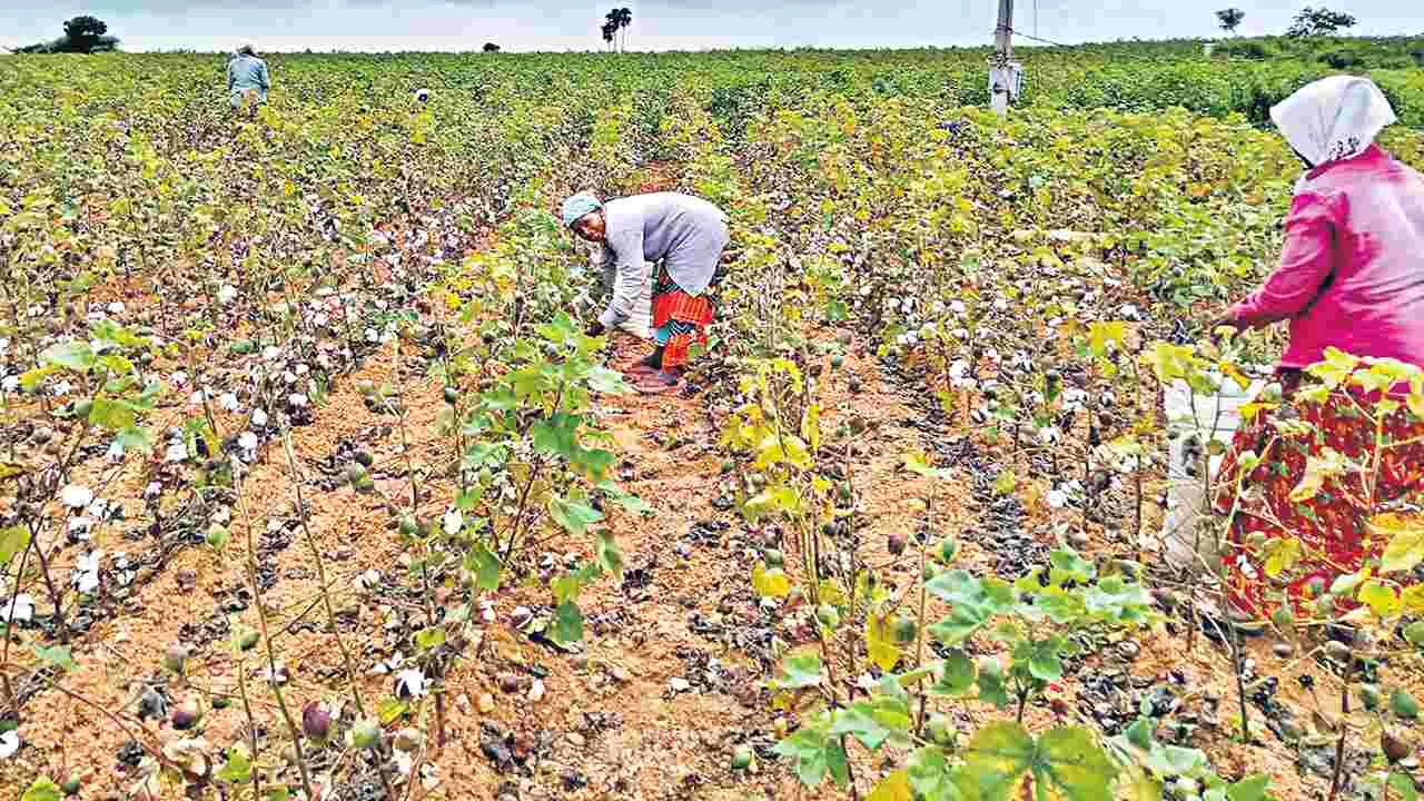 Cotton Yield: పత్తి దిగుబడి వట్టిదేనా?
