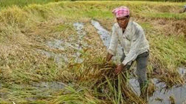 Farmers: రైతుల కష్టం వాన పాలు