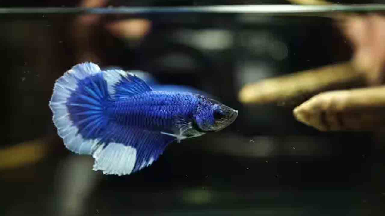 Betta Fish Types: మీ అక్వేరియం అందంగా కనిపించాలి అంటే.. ఈ చేపలు ఉండాలి