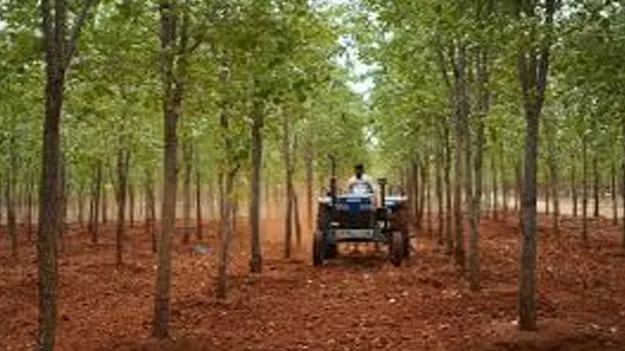 ఎర్రచందనం రైతులకు 3 కోట్లు