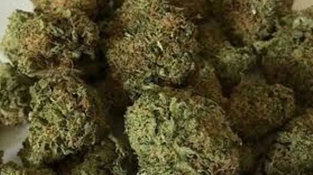 Large Cannabis Seized: శంషాబాద్‌ ఎయిర్‌పోర్టులో గంజాయి పట్టివేత 