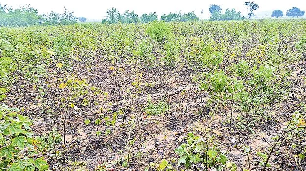 Erratic Rains Damage Crops: అన్నదాతకు దెబ్బ మీద దెబ్బ!