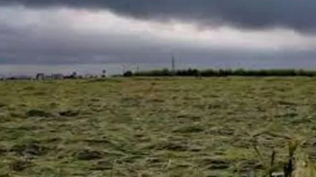 Crop Damage: వరిని మింగిన మొంథా