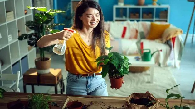 Plant Maintenance Tips: ఇండోర్‌ ప్లాంట్స్‌ ఇలా
