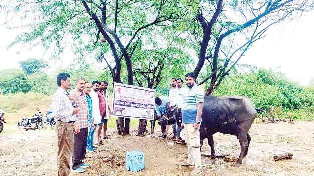 పశువులకు గాలికుంటు టీకాలు వేయించాలి