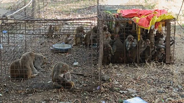 peddapalli :  మంథనిలో ఆపరేషన్‌ మంకీస్‌