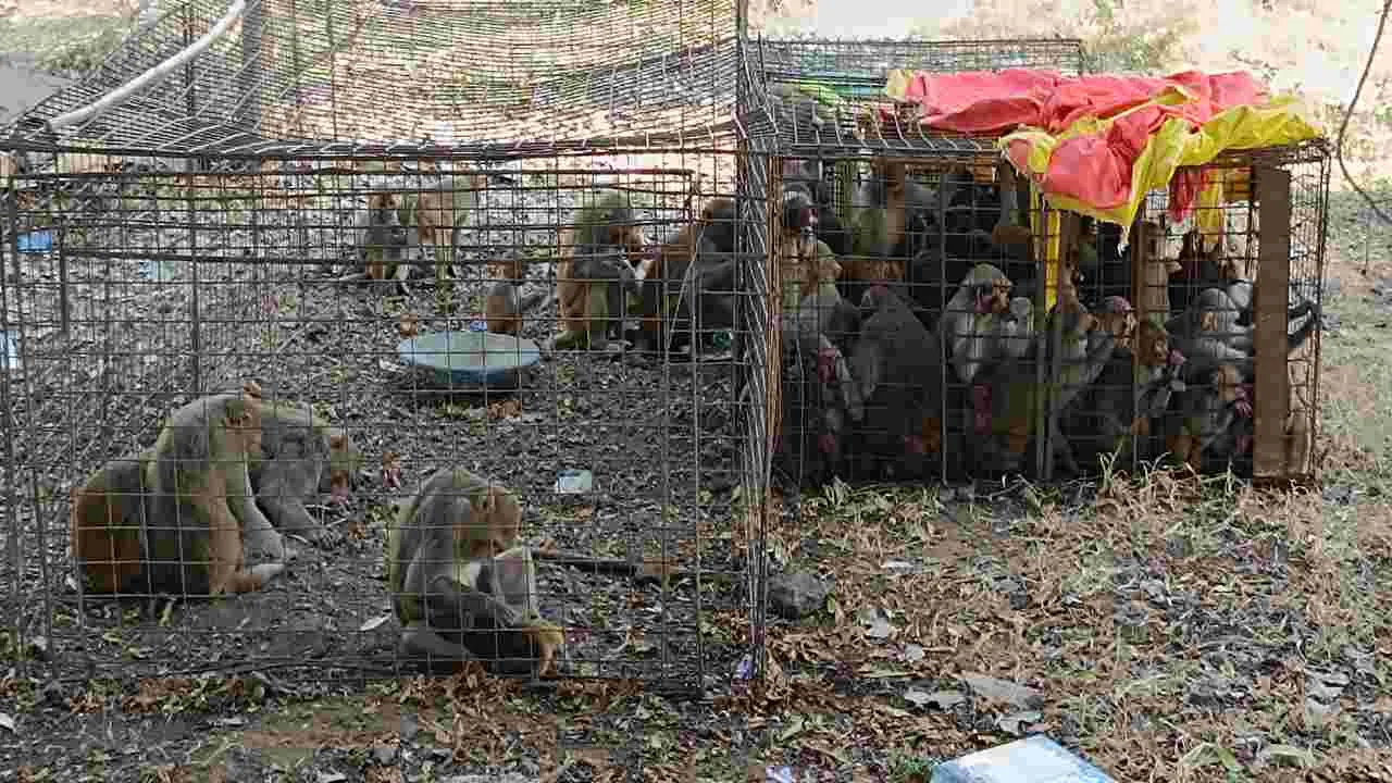 peddapalli :  మంథనిలో ఆపరేషన్‌ మంకీస్‌