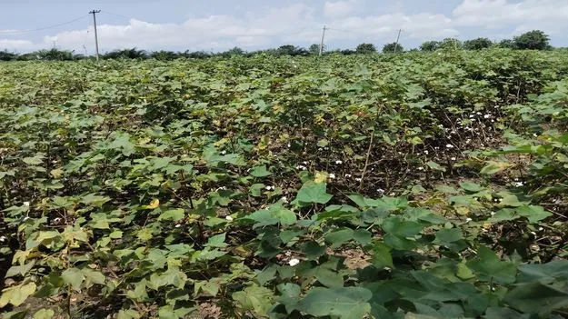 నల్లబారిన పత్తి  నేలవాలిన వరి