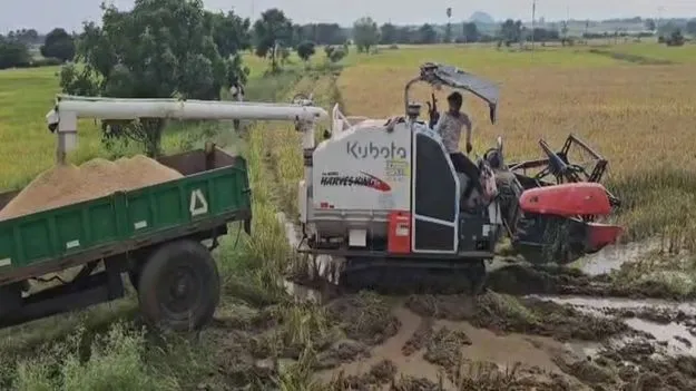 నీట మునిగిన పొలాల్లో కోతలు