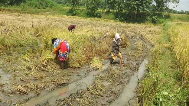 వర్షాలకు నేలవాలిన వరి పంట