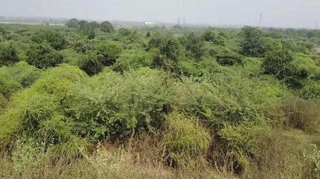 కొర్రమట్టల ప్రాజెక్టుకు మోక్షమెప్పుడో..?