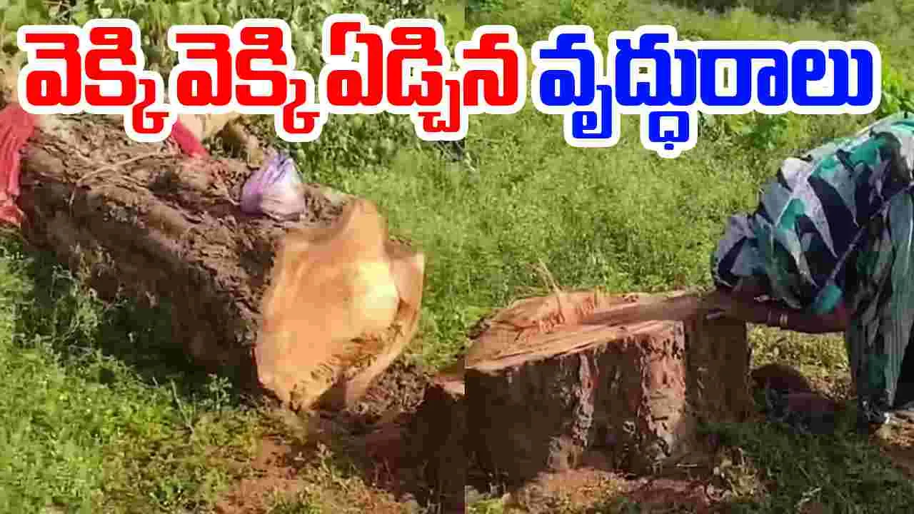 Elderly Woman Weeps: రావి చెట్టు ముందు వెక్కి వెక్కి ఏడ్చిన మహిళ.. కారణం ఏంటంటే.. 