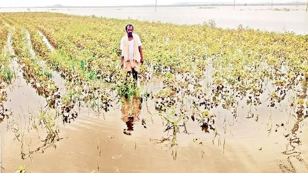       150 ఎకరాలు.. నీటి పాలు 