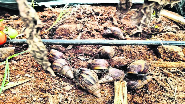 CROP: నత్తల  దండు