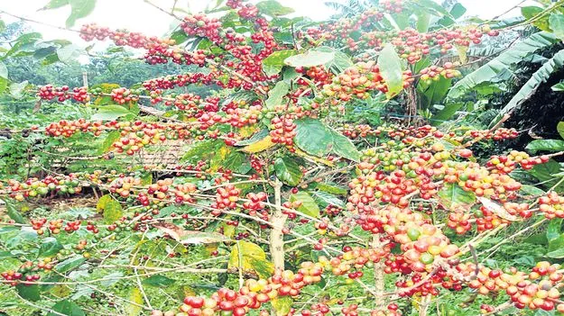 నాణ్యమైన కాఫీ ఉత్పత్తికి జీసీసీ చేయూత