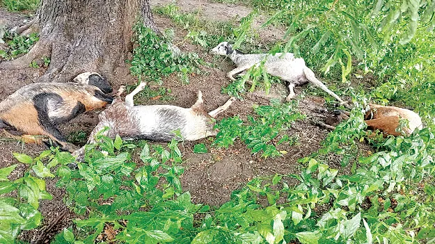 పిడుగుపాటుకు మేకలు, గొర్రెలు మృతి