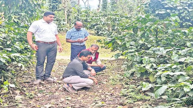 అంతర్జాతీయ ప్రమాణాలతో కాఫీ అభివృద్ధి 