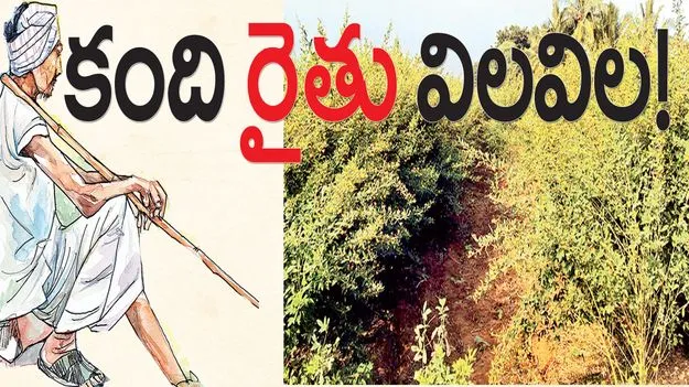    కంది రైతు విలవిల 