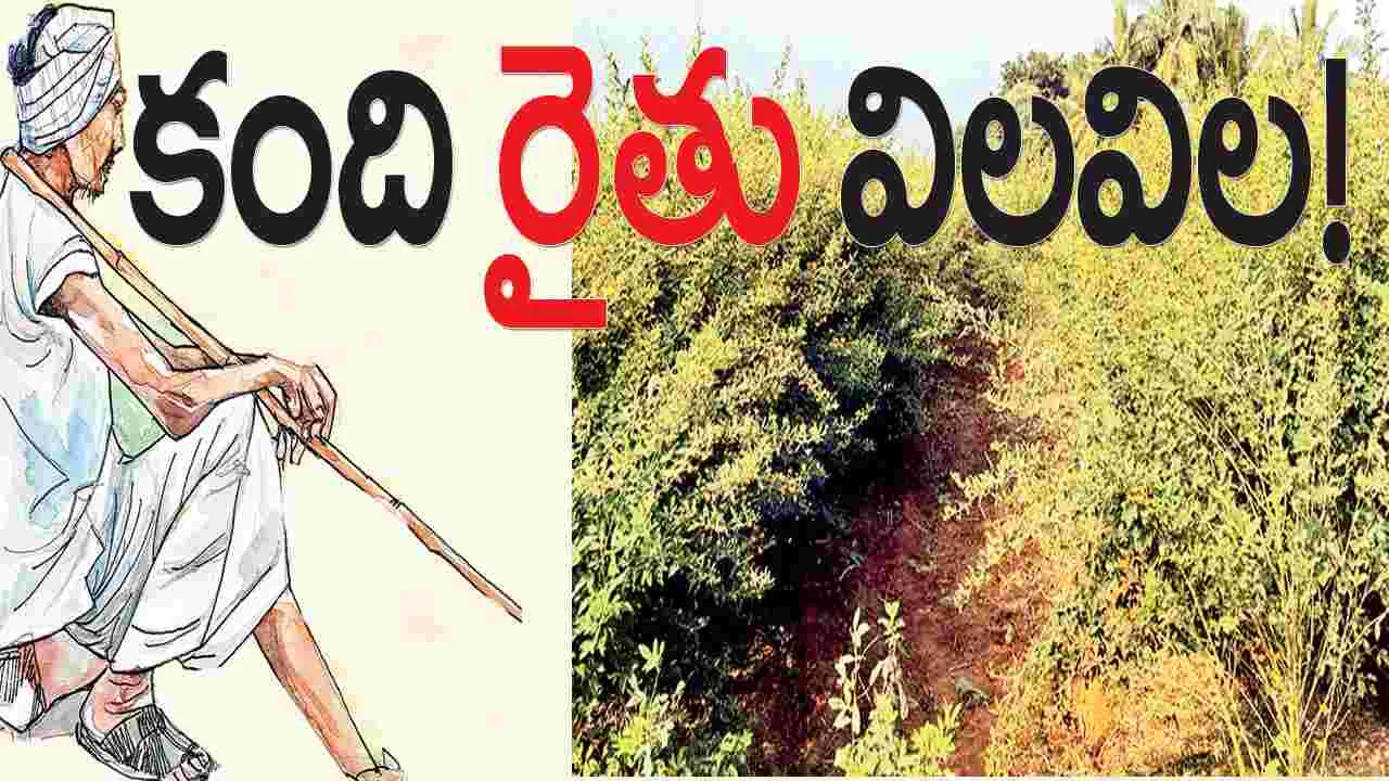    కంది రైతు విలవిల 