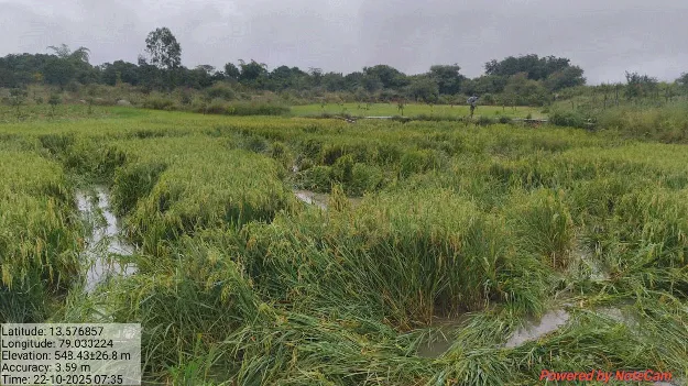 పొలాల్లో ఏనుగుల బీభత్సం