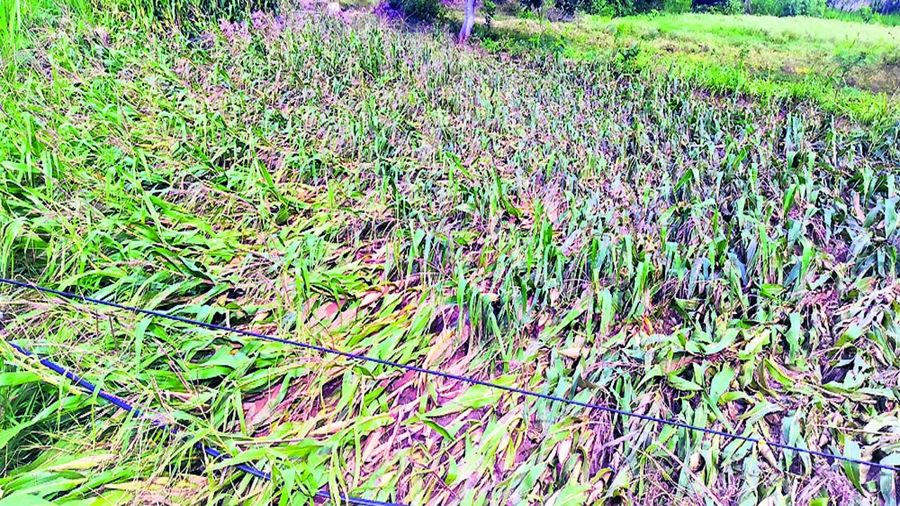 CROP: వర్షానికి నీట మునిగిన మొక్కజొన్న 