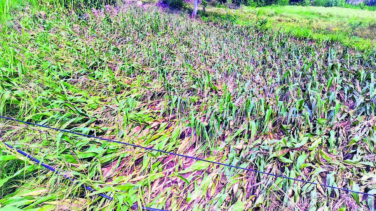 CROP: వర్షానికి నీట మునిగిన మొక్కజొన్న 