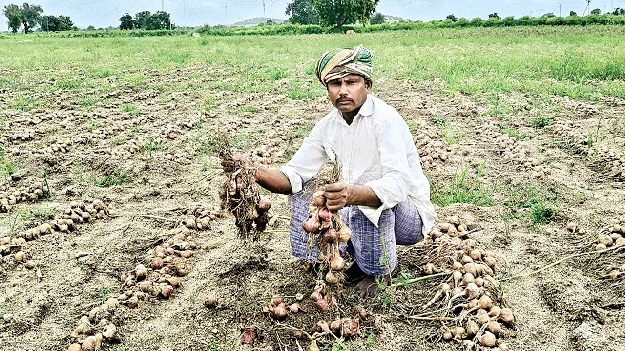 ఉల్లి రైతు కన్నీరు