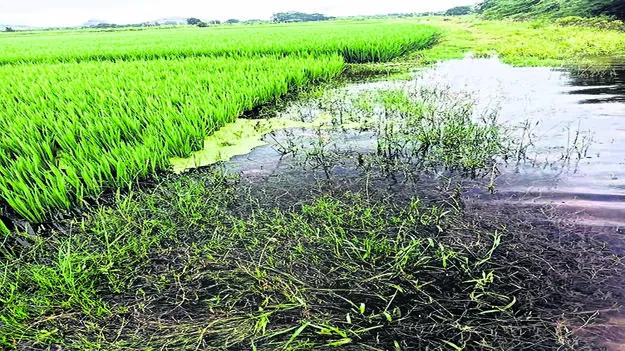 WATER: వరి పొలాల్లోకి కాలువ నీరు 